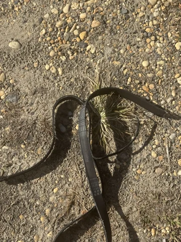 Removed drive belt with visible fraying and separated ribs.